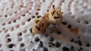 Zwei Samenkapseln, die wie Gesichter aussehen, liegen auf einem Küchenkrepp, viele kleine Samen sind herausgefallen.