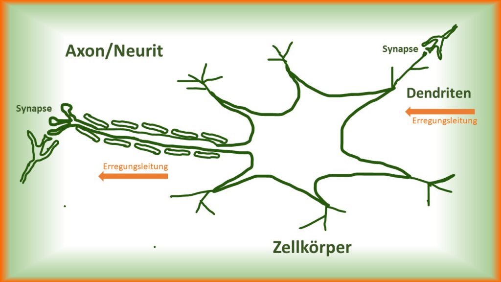 Schema einer Nervenzelle, man sieht einen wolkenähnlichen Zellkörper mit zahlreichen, kleinen Fortsätzen. Auf der anderen Seite schließt ein langer Nervenfortsatz an, das Axon oder der Neurit. Dendriten leiten die Erregung über Synapsenzu der Nervenzelle, die Enden des Neuriten leiten sie weiter an andere Zellen.