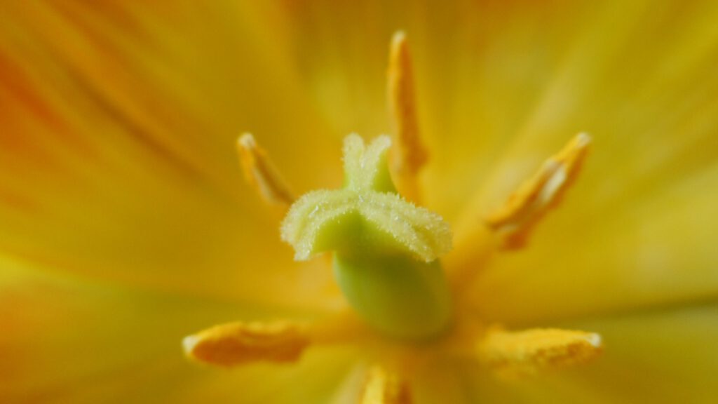 Ausschnitt aus der Blüte einer gelben Tulpe. Man sieht eine grünliche Narbe und gelbe Staubfäden mit Blütenpollen.