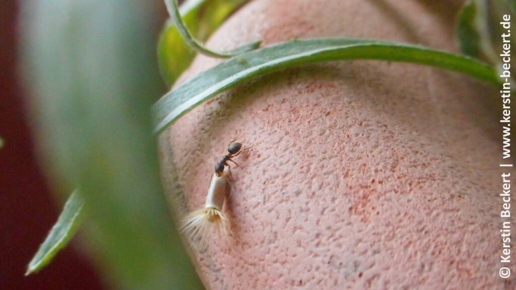 Ameise hält mit ihren Beisswerkzeugen ein Samenkorn fest und läuft auf dem Rand eines braunen Blumenkastens herum.