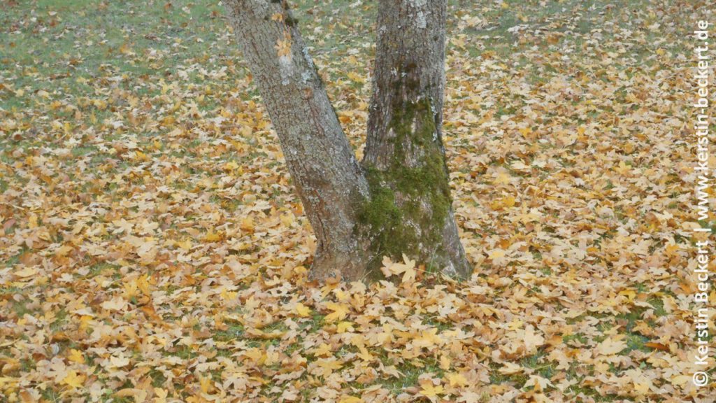 Das Ende eines braunen Baumstamms mit braunem Herbstlaub, das auf dem Boden liegt.