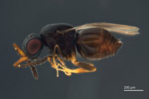 Bild der neu entdeckten Wespenar tAphanogmus kretschmanni. Sie ist winzig klein und präpariert, sieht wie eine kleine Fliege mit Wespentaille aus.