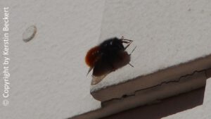 An einer beigen Häuserwand sitzt eine schwarze Mauerbiene mit roten Hinterteil. 