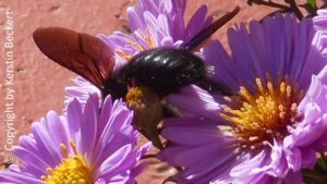 Bild einer schwarzen Holzbiene, die auf violetten Asterblüten gelben Pollen sammelt.