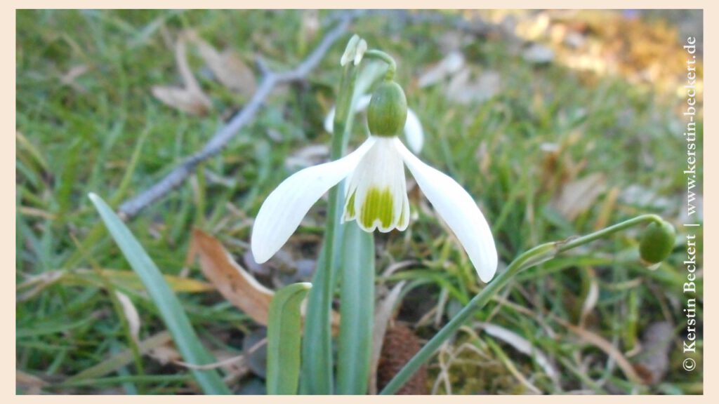 Ein Schneeglöckchen mit grün-weissem Röckchen und geöffneten Blättern auf einer Wiese.