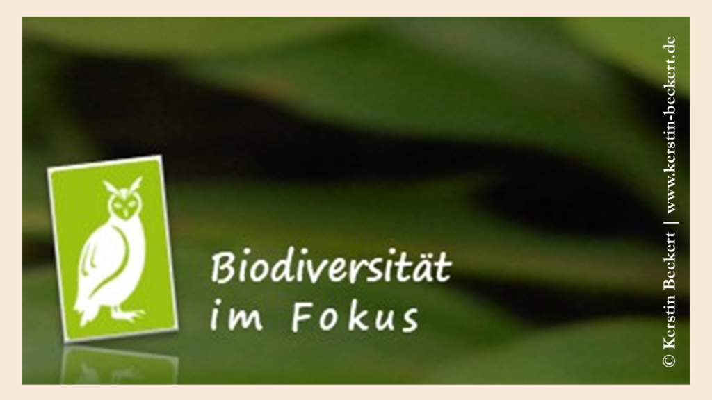 Auszug aus dem Banner des Newsletters mit Titel: Biodiversität im Fokus. Logo ist eine weiße Eule auf hellgrünem Grund.