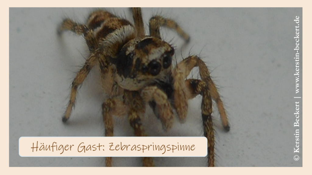 Eine braun-weiß-schwarz gestreifte Zebraspringspinne mit zwei großen Frontaugen. Häufig auf Balkonien zu Gast.